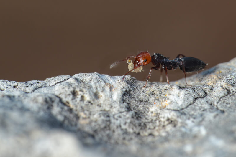 Crematogaster scutellaris worker