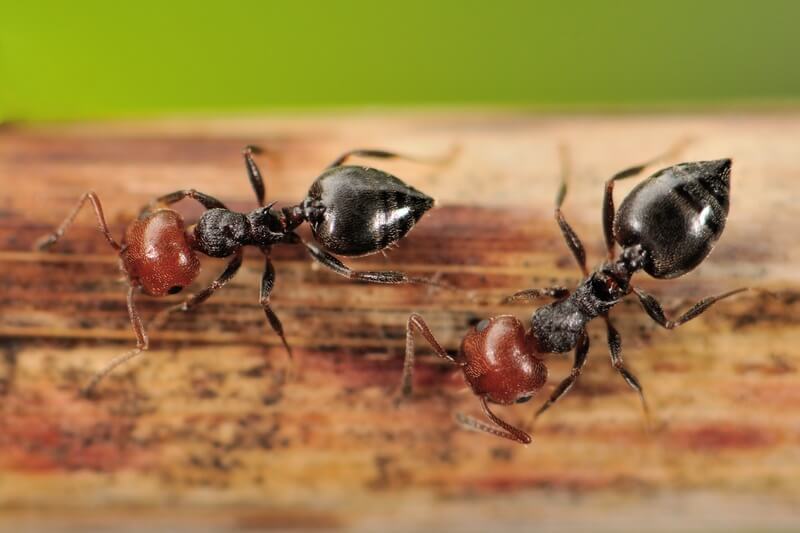 Crematogaster scutellaris workers