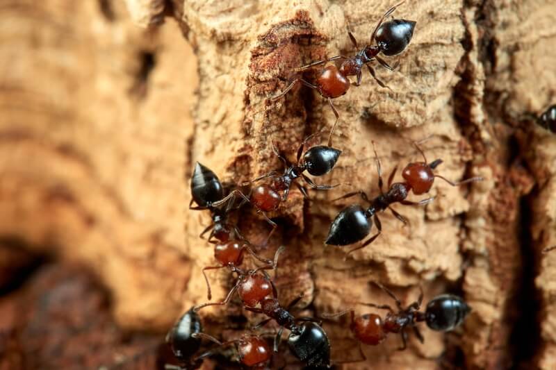 Crematogaster scutellaris workers