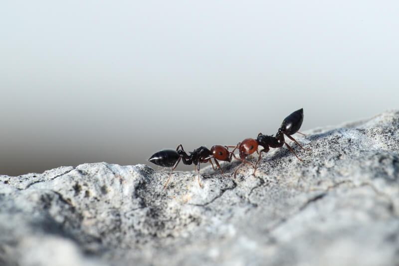 Crematogaster scutellaris workers