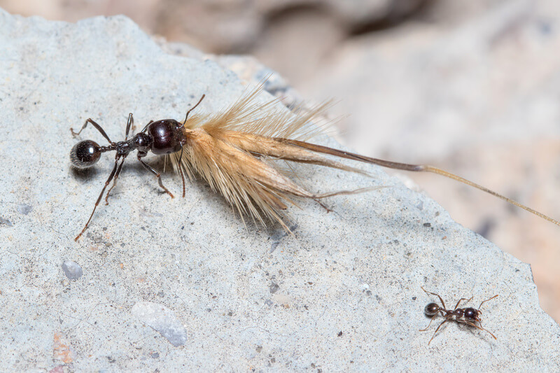 Messor barbarus major