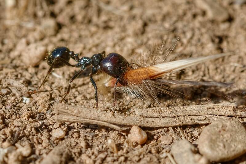 Messor barbarus major