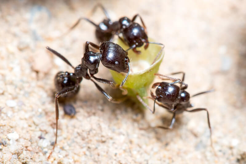 Messor barbarus majors