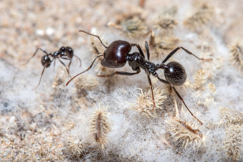 Messor barbarus major