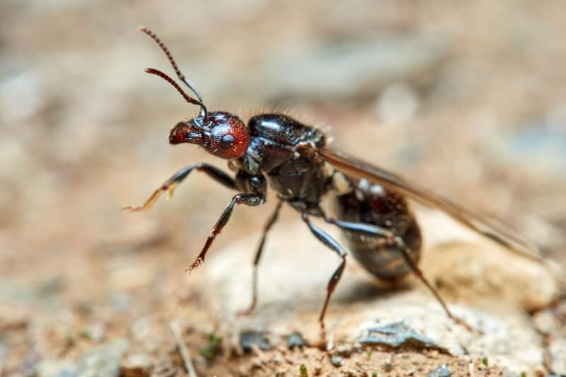 Messor barbarus queen