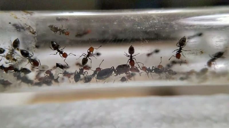 Crematogaster scutellaris inside test tube