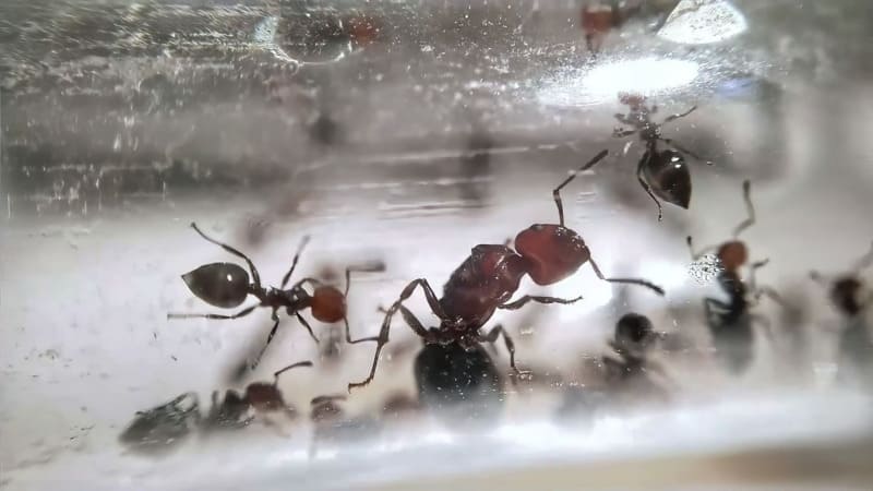 Crematogaster scutellaris queen inside a test tube