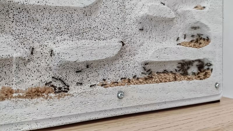 DIY ytong ant nest