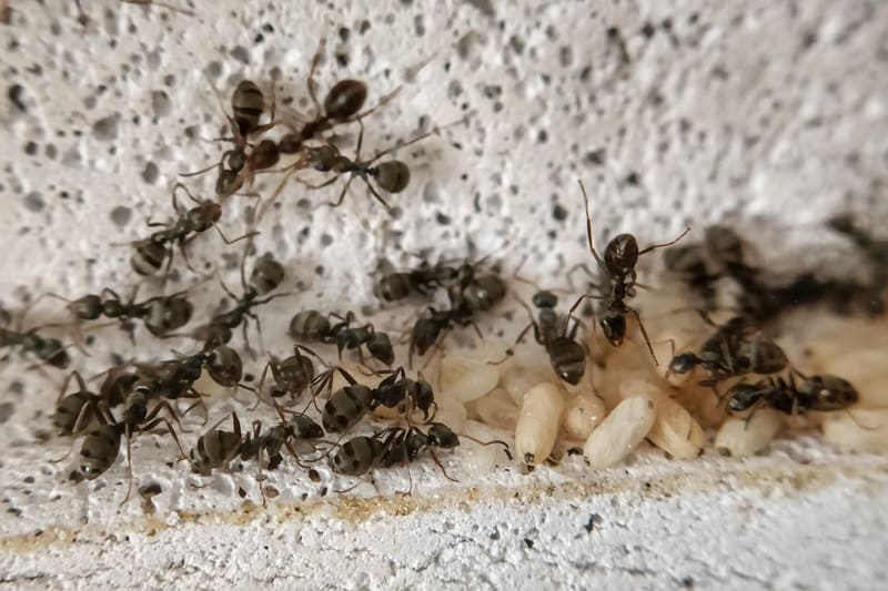 A Formica cinerea colony inside a ytong nest