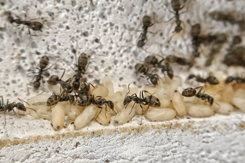 A Formica cinerea colony inside a ytong nest