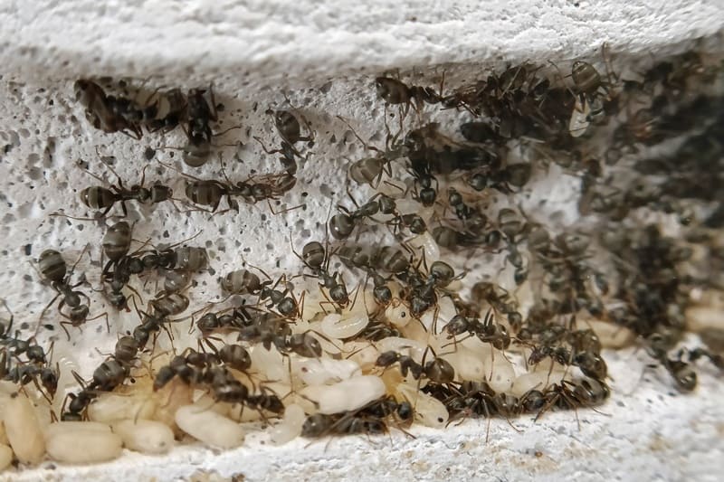 A Formica cinerea colony inside a ytong nest