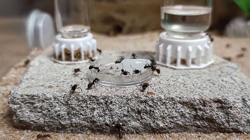 Formica species eating jelly cups