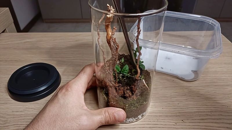Adding the plants to the jar terrarium