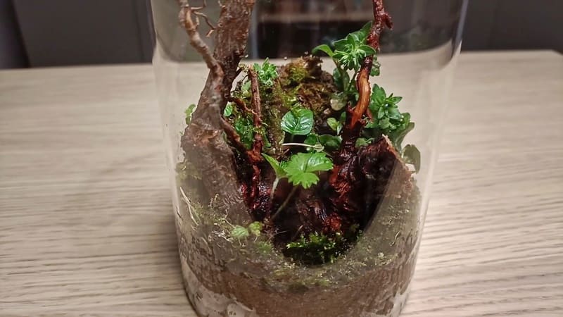 Jar terrarium