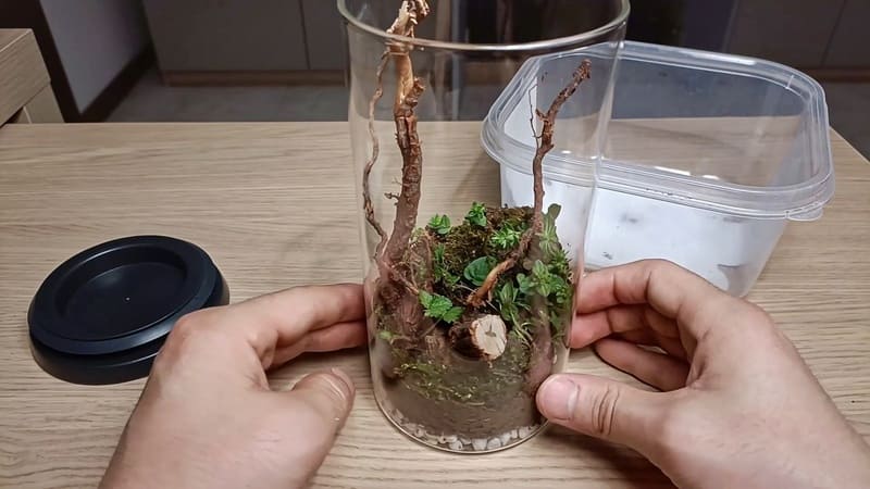 Jar terrarium