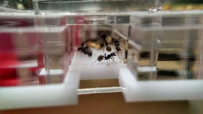 Messor barbarus colony inside an anthouse nest