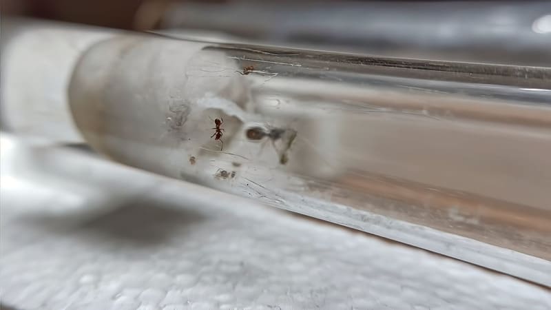 Pheidole pallidula colony inside a test tube