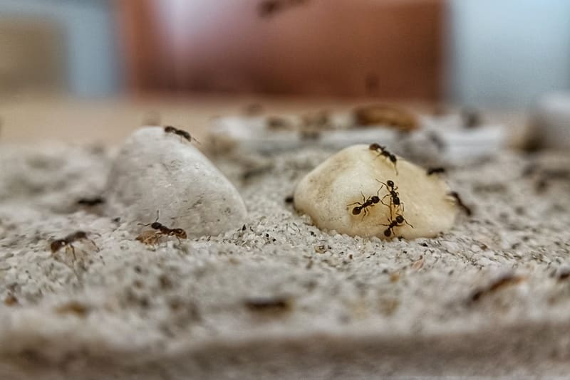 A Tetramorium caespitum colony on some rocks