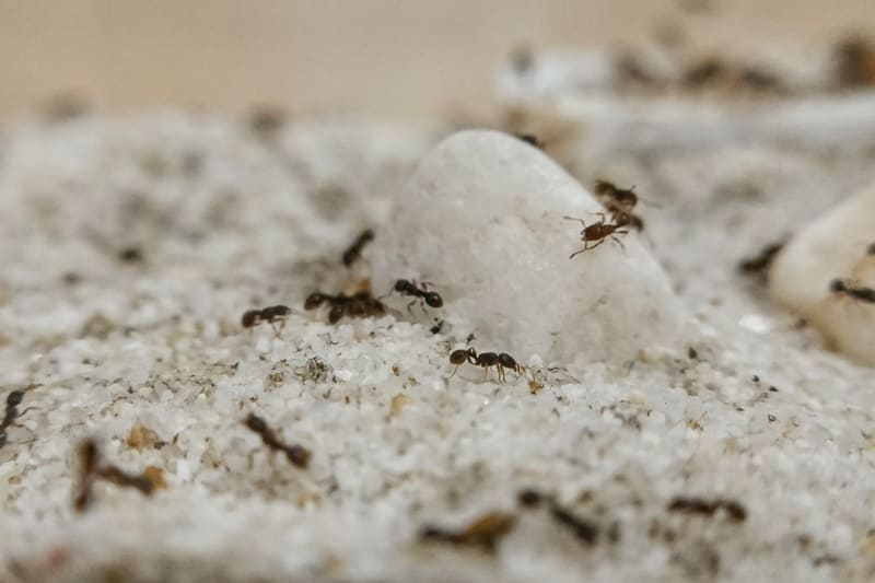 A Tetramorium caespitum colony on some rocks