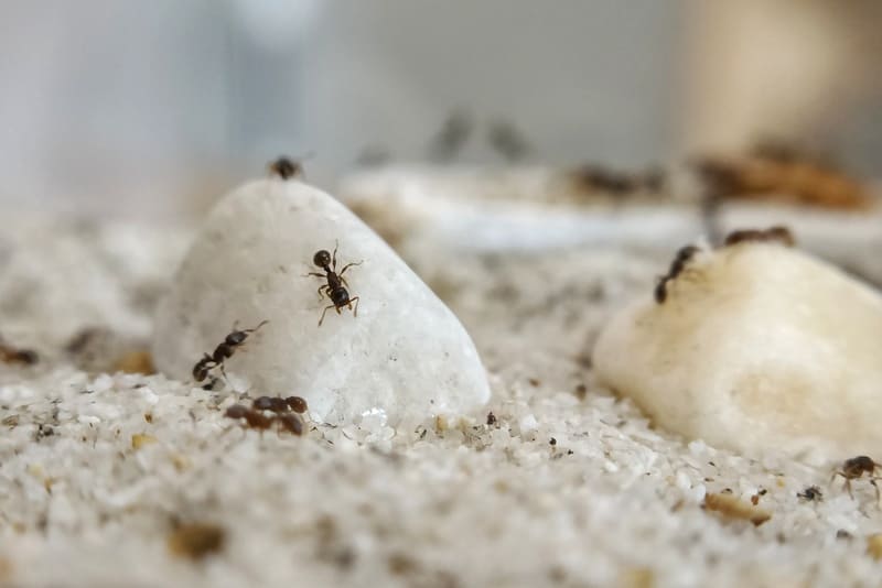 A Tetramorium caespitum colony on some rocks