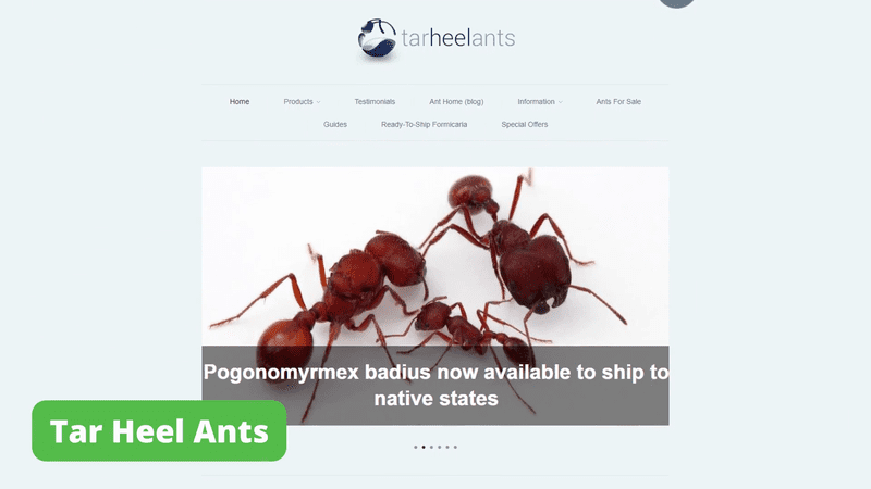 Tar Heel Ants home page