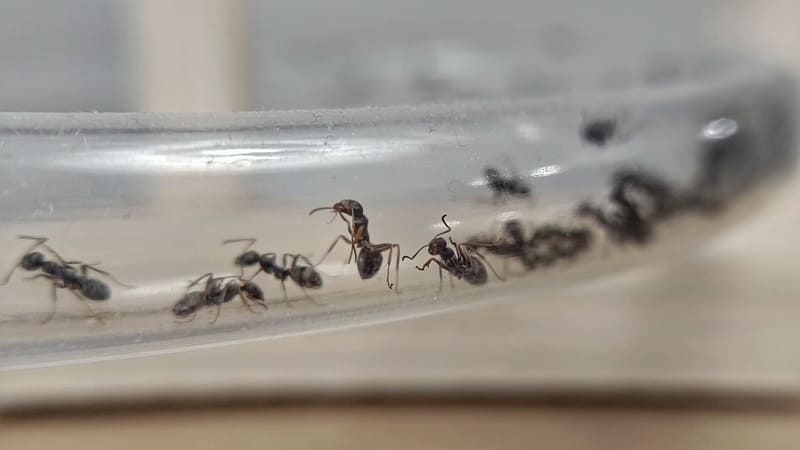 Formica cinerea worker inside a tube