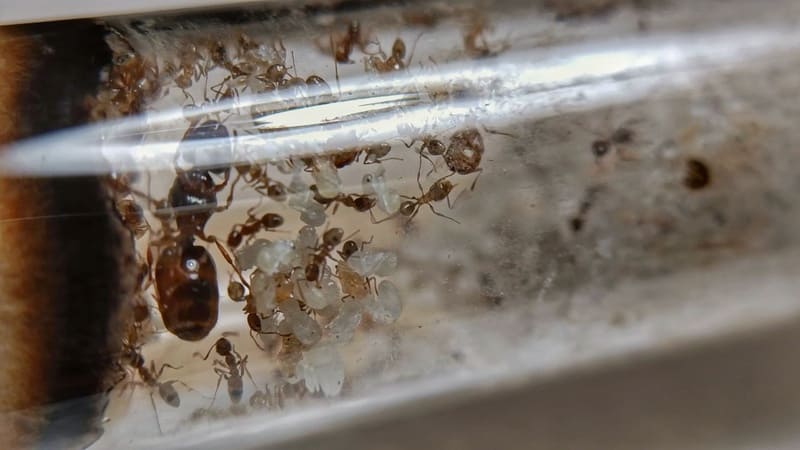 Pheidole pallidula colony inside a test tube