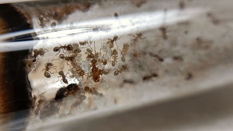 Pheidole pallidula colony inside a test tube