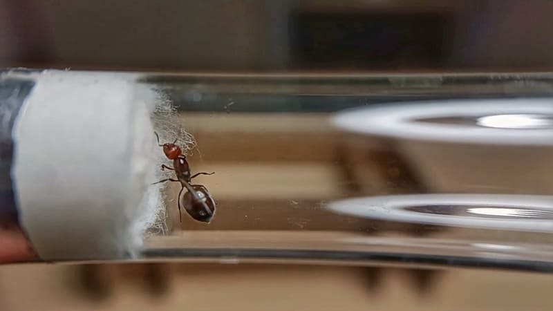 Crematogaster scutellaris queen ant inside a test tube setup