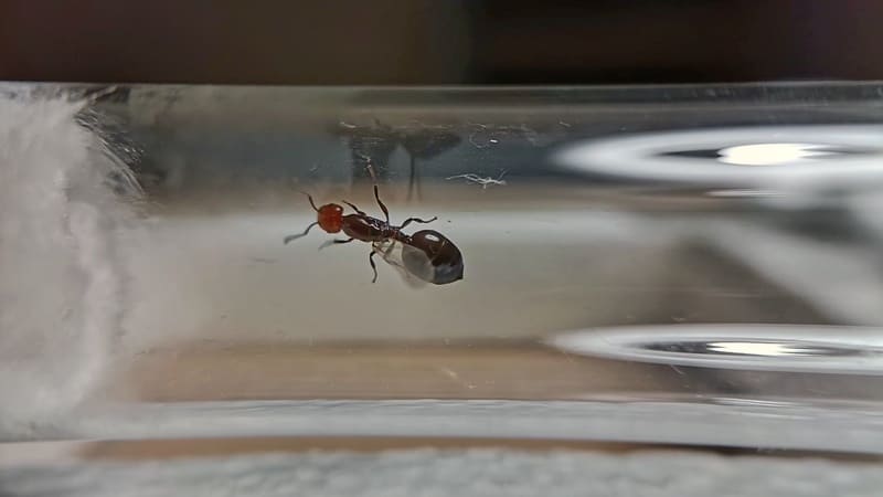 Crematogaster scutellaris queen ant inside a test tube setup