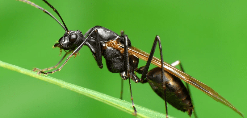 Male drone ant