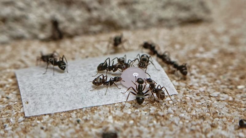 Ants drinking Ant Antics sugar snaps