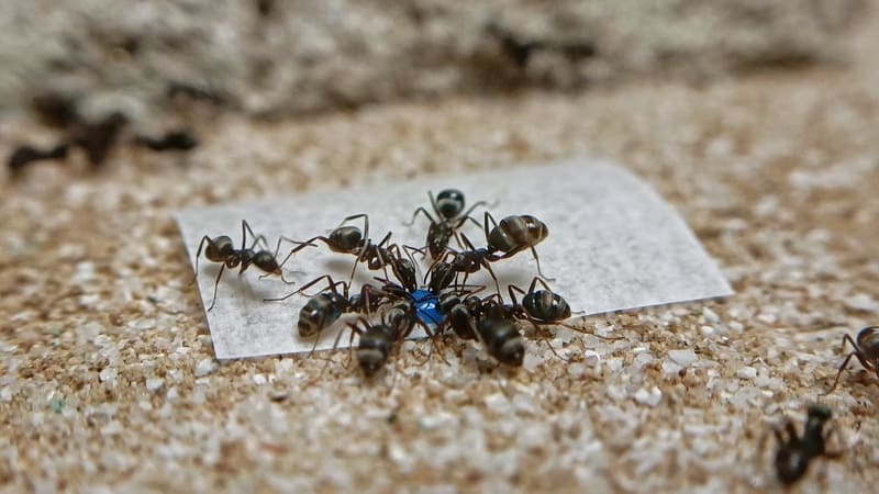 Ants drinking Ant Antics sugar snaps