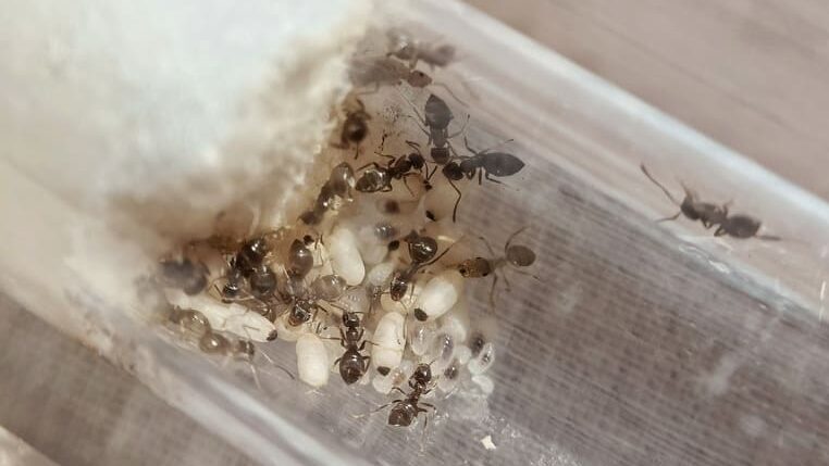 Lasius niger colony inside a test tube