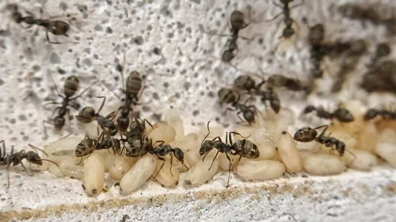 A Formica cinerea colony inside a ytong nest