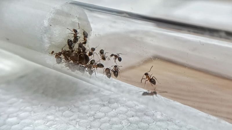 Lasius emarginatus inside test tube