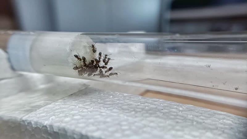 Lasius emarginatus inside test tube