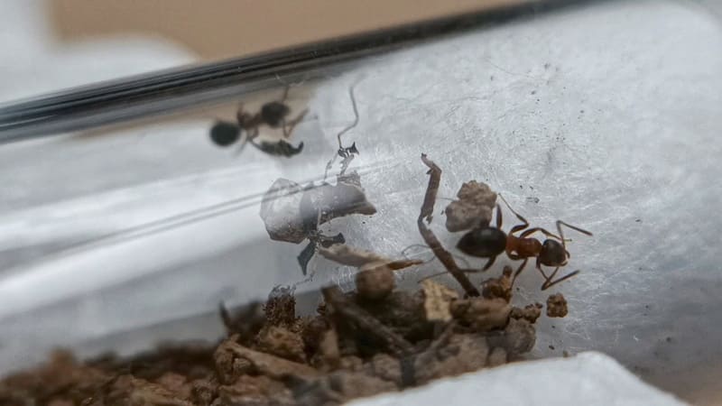 Lasius emarginatus inside test tube