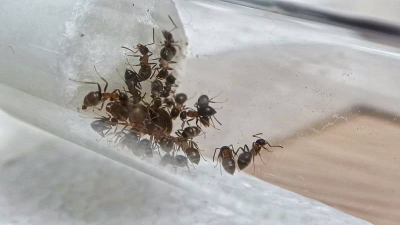 Lasius emarginatus inside test tube