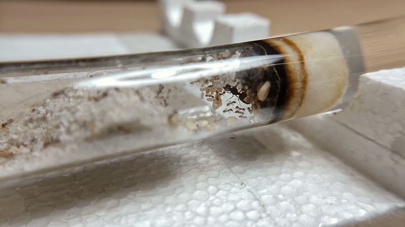 Pheidole pallidula inside test tube