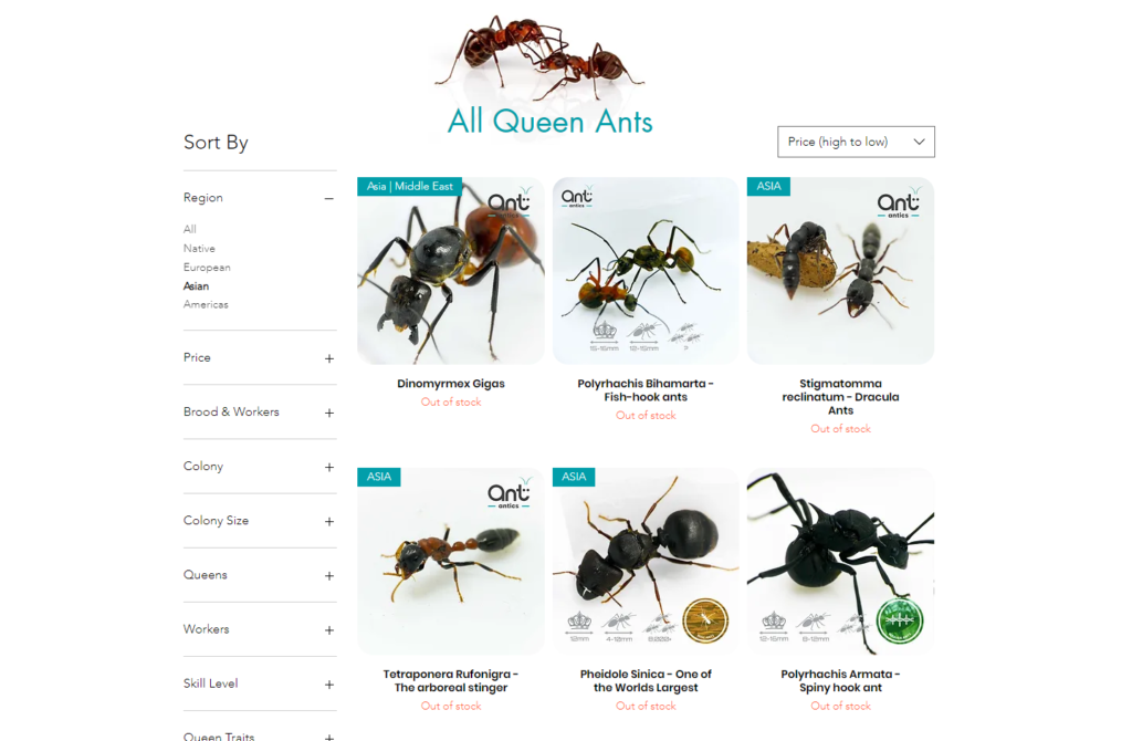 Ant Antics website page