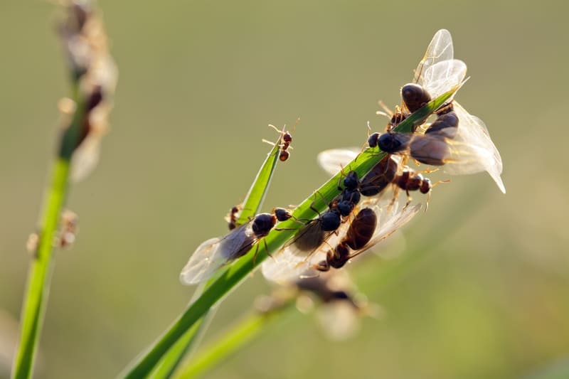 Nuptial flight